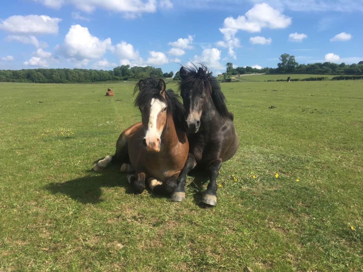 Two ponies resting in a Somerset field